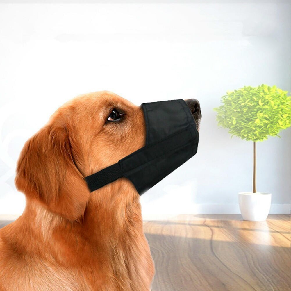Muselière pour chien